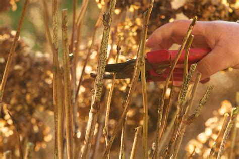 Hortensien richtig überwintern, im freien, im kübel; Hortensien schneiden » Wann ist der richtige Zeitpunkt?