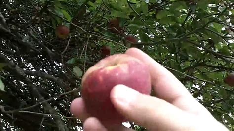 Fruit picker head basket apple picking harvester horticulture gardening to&~. The Best Place For A Person To Be, Under A Fruit Tree - No ...