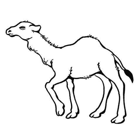 You might also be interested in coloring pages. Picture Of Camels - Coloring Home