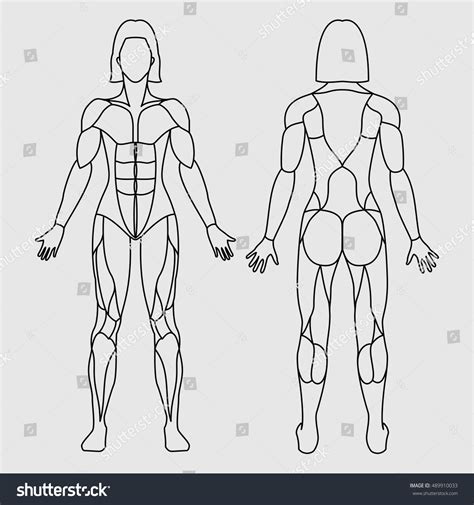 Last time we learned that the trapezius makes the back wall of the neck. Anatomy Female Muscular System On White Stock Vector ...