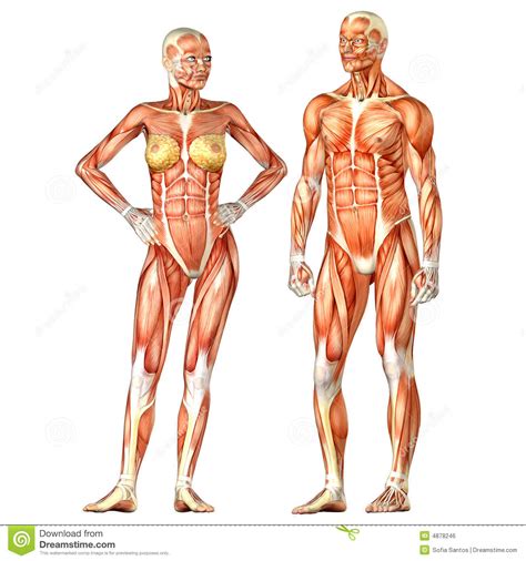 Black women modern love human body female anatomy body shots black and white photography photo interesting faces. Human Body Anatomy - Male And Female Royalty Free Stock ...