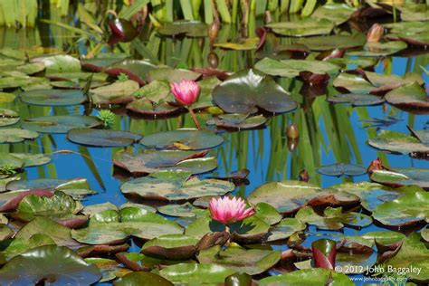 Hardy water lilies are available in white, red, pink, yellow, changeable, peach/orange, and now in purple. The Water Garden | Winter-hardy water lilies in bloom ...