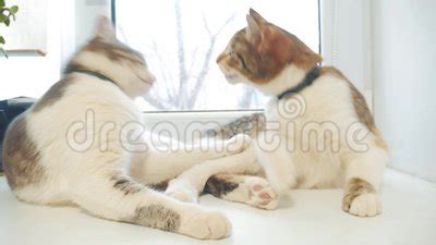 The reason is that cats that do not like each other, will not groom each other. Dog Pet Licking Boy Fun Friendship. Boy And Girl Are ...