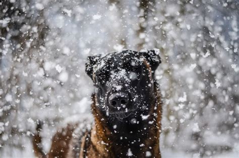 Belgian malinois are susceptible to bacterial and viral infections — the same ones that all dogs can belgian malinois generally have good teeth, and you can keep them perfect by brushing them at. Instinct Photography | Belgian shepherd, Snow dogs ...