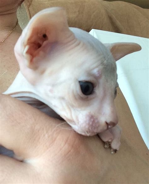 The french bulldog descended from the english bulldog in the 1800's when it was translocated to france. Pin by Lady Godiva Cattery on Hairless Russian Peterbald ...