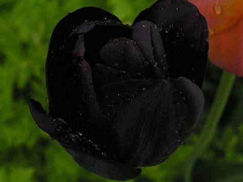 Black tulip flowers llc is the largest independent floral company in the middle east and a leading supplier of premium quality range of cut. Rare black tulip | Black tulips, Tulips, Dark flowers
