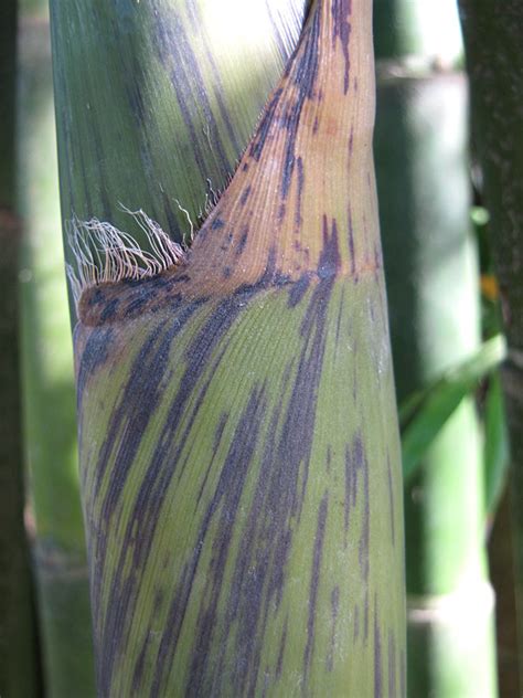 No, this plant is another bamboo impostor. XL Purple Streak Bamboo (bambusa disimilis) - Fast Growing ...