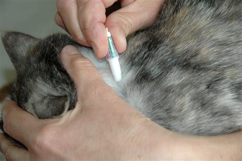 Pets kill for dogs cats: How to apply flea treatment to your cat - Friends with Tales