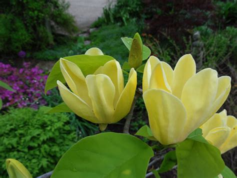 Deciduous magnolias (such as m. A Plant You Should Know: Butterflies Magnolia - Nature's ...