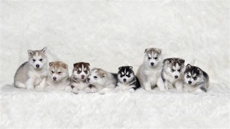 Maybe you would like to learn more about one of these? Cute Winter Puppy Wallpapers - Top Free Cute Winter Puppy ...