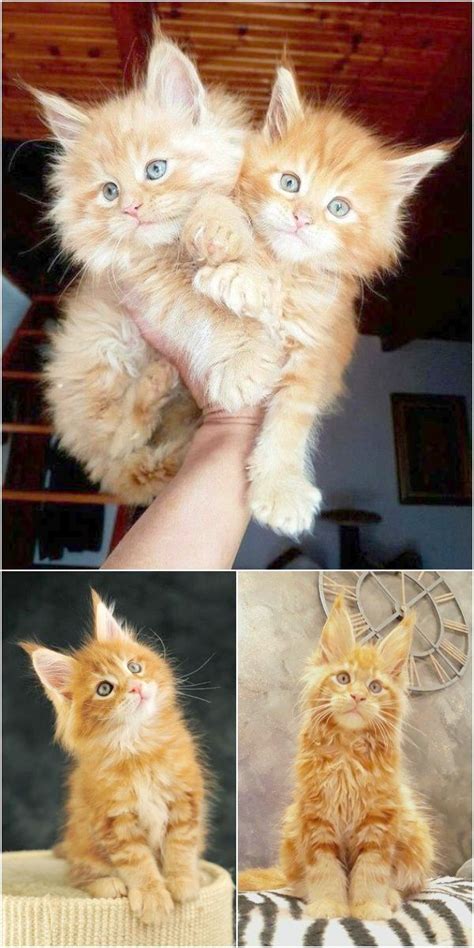 Find a lonely kitten a home. Craigslist Sale Maine Coon Cat Kittens For Sale - Baby ...