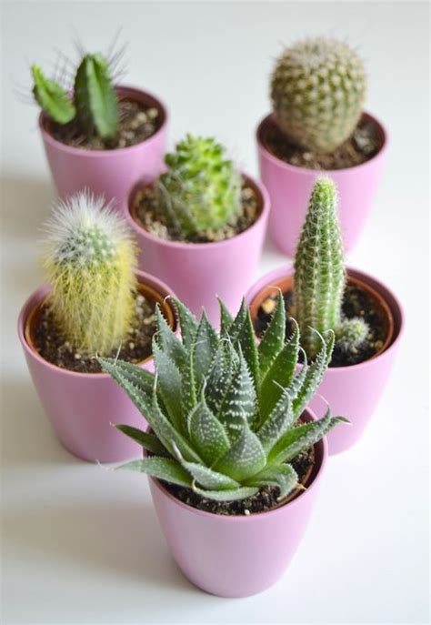 Just how easy is it to care for indoor cactus breeds? How to Care for Outdoor Succulents | Cactus flower, Cactus ...