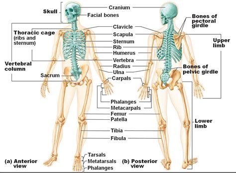 Use our interactive diagram to explore the different parts of the skeletal system. Human Skeletal System Diagram - coordstudenti