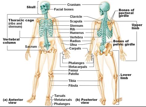 Question 5 draw a labelled diagram of skull and hand showing bones present in it. Human Skeletal System Diagram - coordstudenti