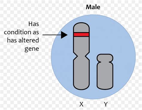 White eyed mother (xrxr) + red eyed male (xry) =. X-linked Traits X-linked Recessive Inheritance Sex Linkage Gene Chromosome, PNG, 995x770px ...