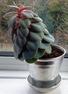 Truly, the cactus is the mightiest plant, with its pointedness and tolerance for heat. Top-heavy Echeveria