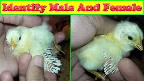 Its cheeks fill up and bulge. How to Identify Male and Female Chicks - ViDoe