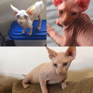If you want a cat who will sleep on your lap while you watch tv, snuggle up with you at night, and greet you at the door. Sphynx Kitten for sale 2 Males 1 Female https://www ...
