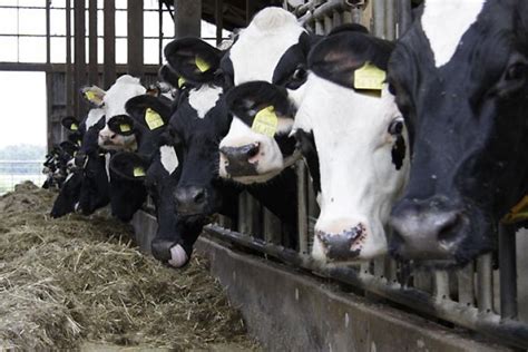 Dirk dressler, hannover chronischer humaner botulismus in einem landwirtschaftlichen betrieb mit chronischem rinderbotulismus. Chronischer Botulismus: TiHo-Studie sieht mögliche Risiken ...