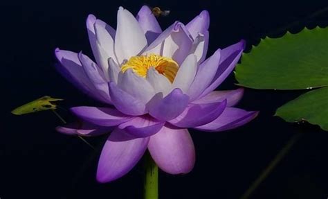 No need to go florist shop and render for fresh cut flowers. The World's Greatest Waterlily Collection Available for ...