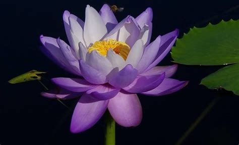 We did not find results for: The World's Greatest Waterlily Collection Available for ...