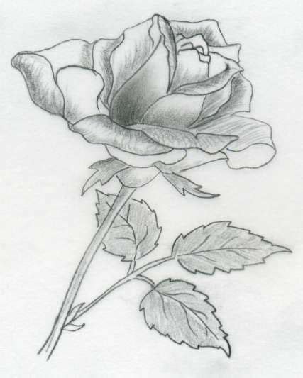 Hi l'm back !today l'll show you the way to draw flowers.in this video, you'll learn how to draw a rose and a blue flower.let's take the pencil and do now ! Rose Drawings | Various rose drawings | Zeichnen ...