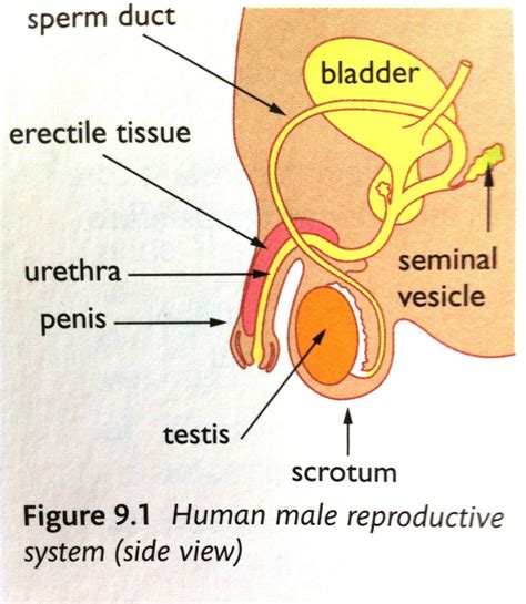 Male organ parts function 1. Chapter 9: Reproduction in Humans at Dulwich College ...