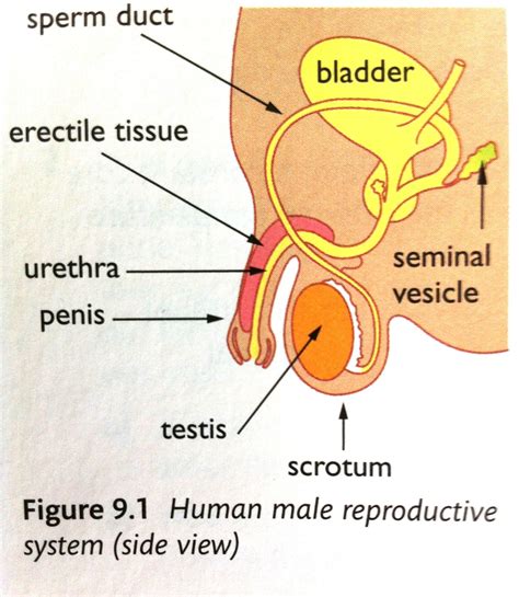 Most males struggled or completely ignored it. Chapter 9: Reproduction in Humans at Dulwich College ...