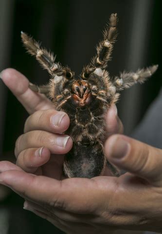 Such a spider is both impressive to look at and easy to handle. Arachnophobia? Not a problem for these pet owners | Las ...