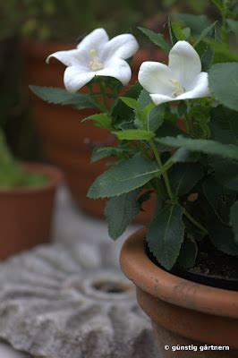 Glockenblumengewächs 58 ergebnisse gefunden (0.0185s). Günstig gärtnern: Aufgeblasene Blumen