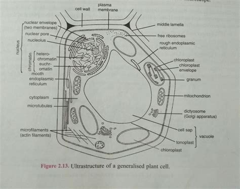 Discover more with textbook solutions. plat cell and Animal cell with labelling - Brainly.in