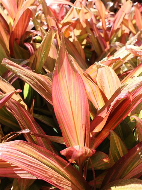 Check spelling or type a new query. Morning Sunshine Hawaiian Ti Plant (cordyline) - Real ...