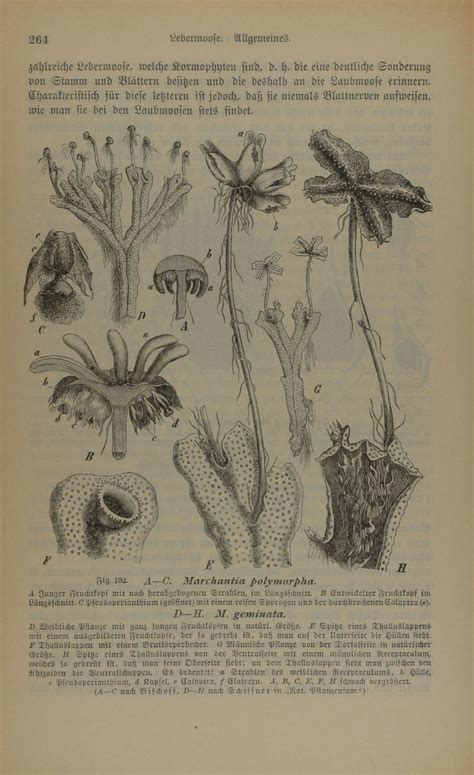 It is dioicous, having separate male and female plants. Das Pflanzenreich (1900)