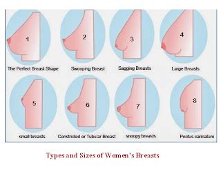 While there are a number of bra sizing systems in use around the world, the bra sizes usually consist of a number, indicating the size of the band around the woman's torso. Fumigation, Pest Control, Decontamination and ...
