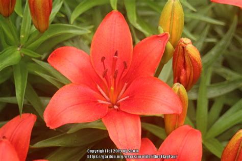 We did not find results for: Lilies forum: Red Carpet Border Lilies™ - Garden.org