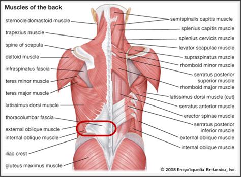 Related posts of muscles of the lower back and buttocks diagram male muscle anatomy names. Chip's Cancer Fight