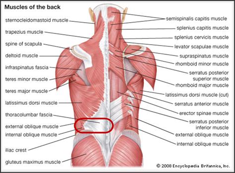 These muscle names usually have descriptive adjectives that may be followed by the names of the locations of the muscles. Chip's Cancer Fight