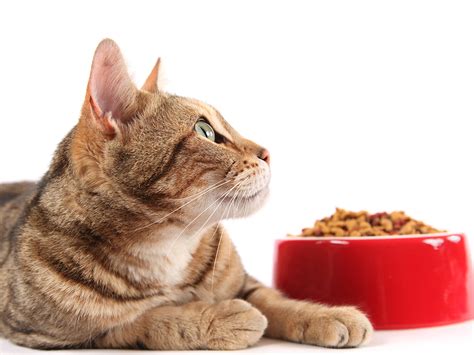 Thinking about giving your kitty remember, each cat is different and may need different food or diet requirements, so you should fish oil (in small quantities, fish oil can help your cat's dry skin in the winter.) what can cats not eat? The Truth About Cat Food For Urinary Tract Health ...