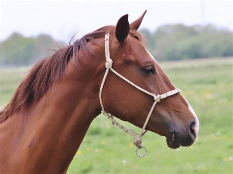 Het hoofd is eenvoudig aan de wand te monteren. Foto Paardenhoofd van zon123