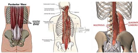 Overview product description the muscles of the shoulder and back chart shows how the many layers of muscle in the shoulder and back are intertwined with the other relevant systems and muscles in adjacent areas like the spine and neck. Poor Posture and Tight Lower Back Muscles