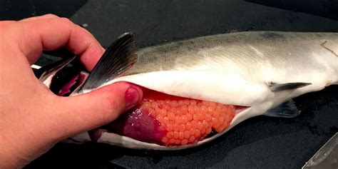 Invasjon av pukkellaks i norsk kystfarvann og norske vassdrag, vil ha negative konsekvenser på biologisk mangfold, produktiviteten til lokal laksefisk og akvakultur. Pukkellaks