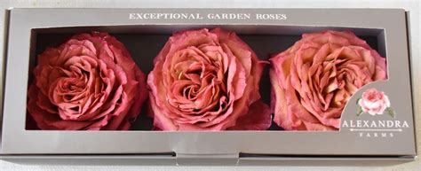 We sell only premium quality. Freeze Dried Garden Roses | Dry garden, Rose garden, Dried ...