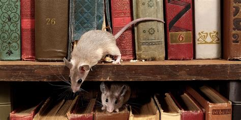 Do not stir up dust by vacuuming nesting materials, urine if you're dealing with a rat infestation, you need to call in a pest control company for cleanup, sanitation, and exclusion services. Disinfecting Carpet From Mouse Droppings - Carpet Vidalondon