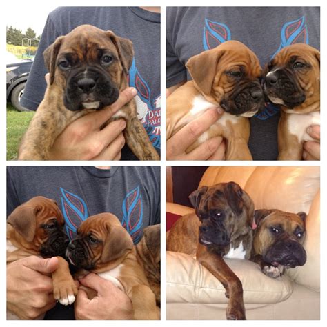 Though the boxer was bred to be a working dog, don't be fooled — this breed loves nothing more than quality playtime. Boxer Puppies For Sale | Smethport, PA #246374 | Petzlover