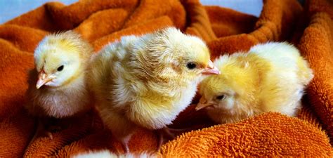 Rüya tabiri i̇mam i̇bnu şirin tam bir koleksiyon. Inilah Arti Mimpi Dikasih Ayam Cemani | Ibnu Sirin