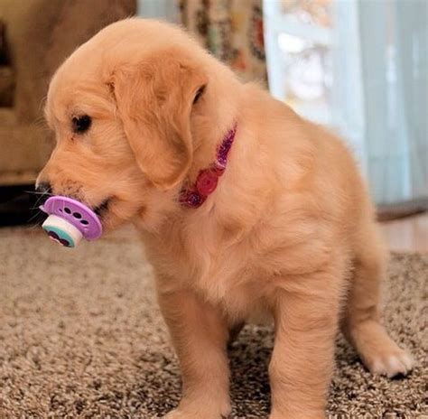 We hope you find exactly. Pin by Kendall on Puppies | Cute dogs, Golden retriever ...