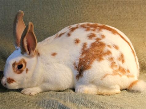 There are two rabbits on the farm. How to Care for a Rabbit - Your Ultimate Guide