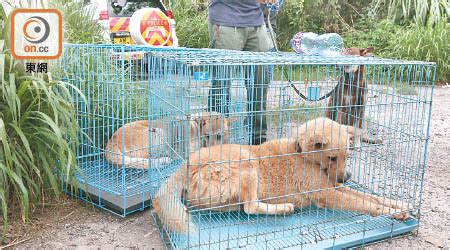 Jun 25, 2021 · 警方表示，非常重視及絕不容忍所有殘酷對待動物的案件，殘酷對待動物是嚴重罪行。根據香港法例第169章《防止殘酷對待動物條例》，任何人殘酷對待動物或使任何動物受到不必要痛苦，一經定罪，最高刑罰可處罰款20萬港元及監禁3年，市民切勿以身試法。 區會轟律政司埋虐畜禍根 - 東方日報