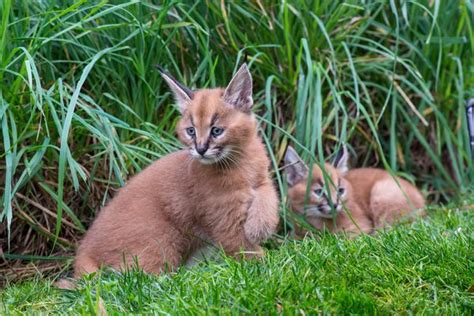 Still, mixed reviews among keepers may have you feeling optimistic about a journey into caracal keeping. Recently Named Caracal Kittens Go Exploring - ZooBorns