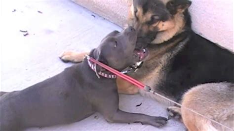 I hold the person face in my hands, bring his lips closer to mine. French Kissing Dogs - YouTube